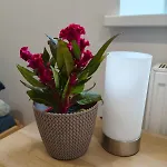 Erts Vienistabu Dzivoklis Apartmán