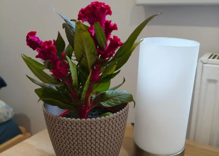 Erts Vienistabu Dzivoklis Daire