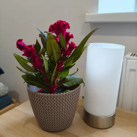 Erts Vienistabu Dzivoklis Apartment